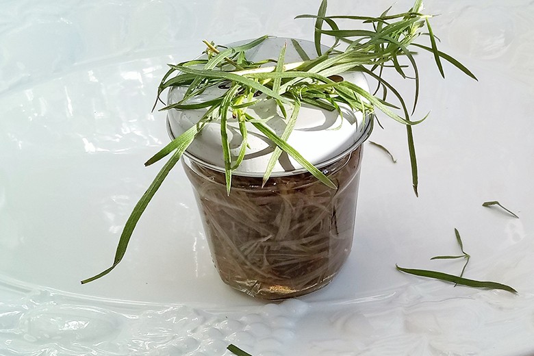 Estragon eingelegt