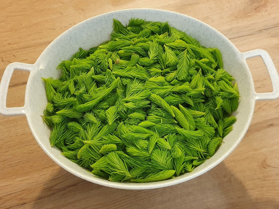 Maiwipferlsirup von der Fichte