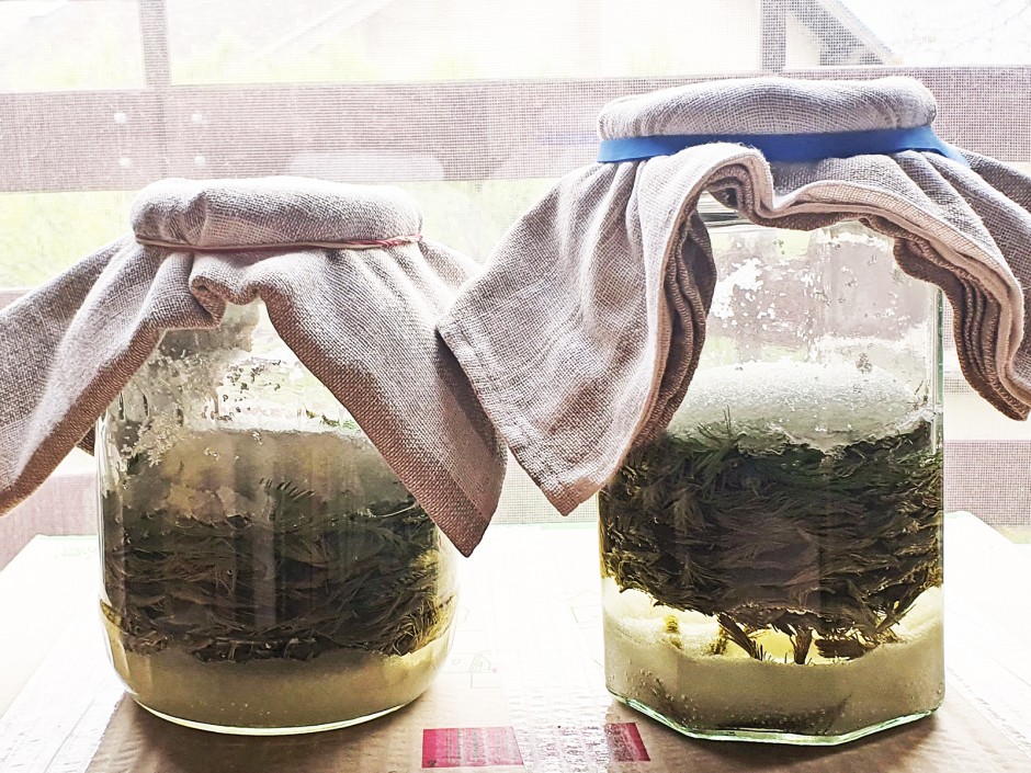 Maiwipferlsirup von der Fichte