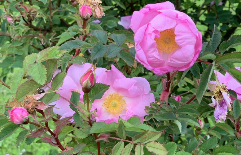 Rose_de_Resh