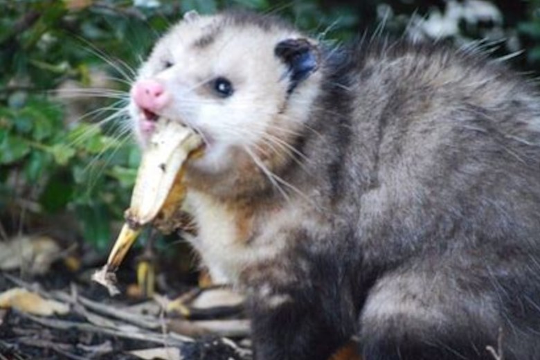 Opossum