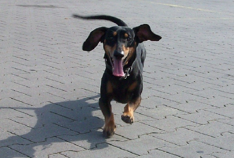 Muetzenheini