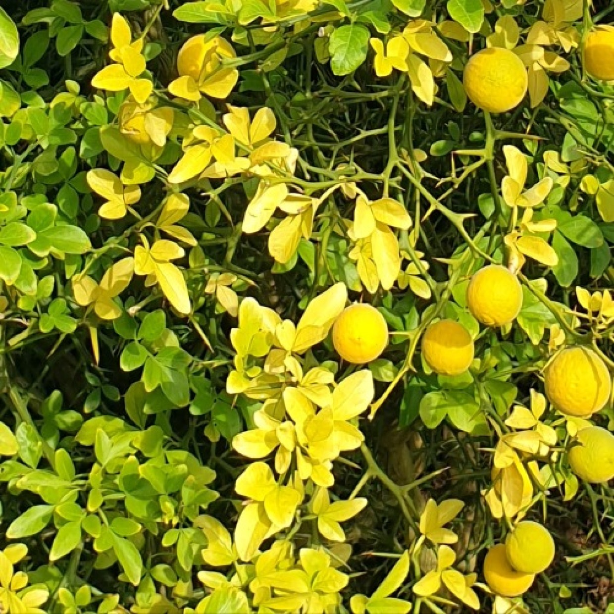 Limone